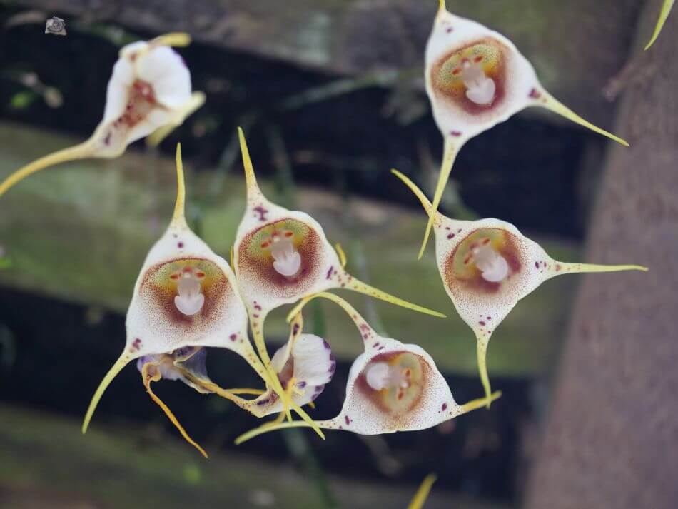 Monkey Face Orchid Seeds All Varieties - Buy Online | Seed Organica