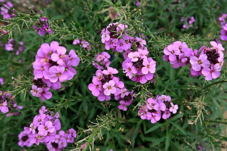 Popular Wallflowers Types, Species, and Cultivars