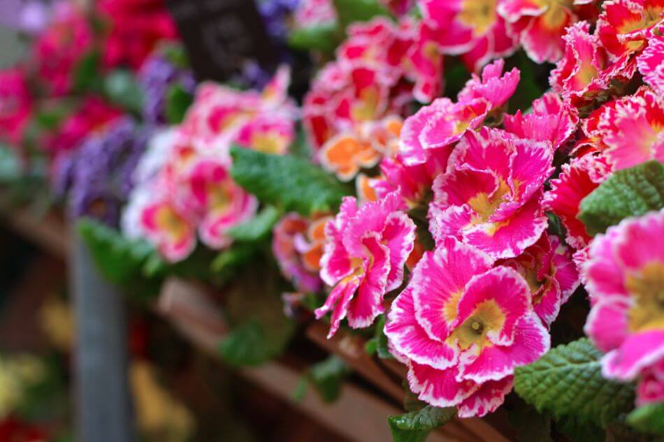 Suitable Gifting Occasions for Auricula Flowers