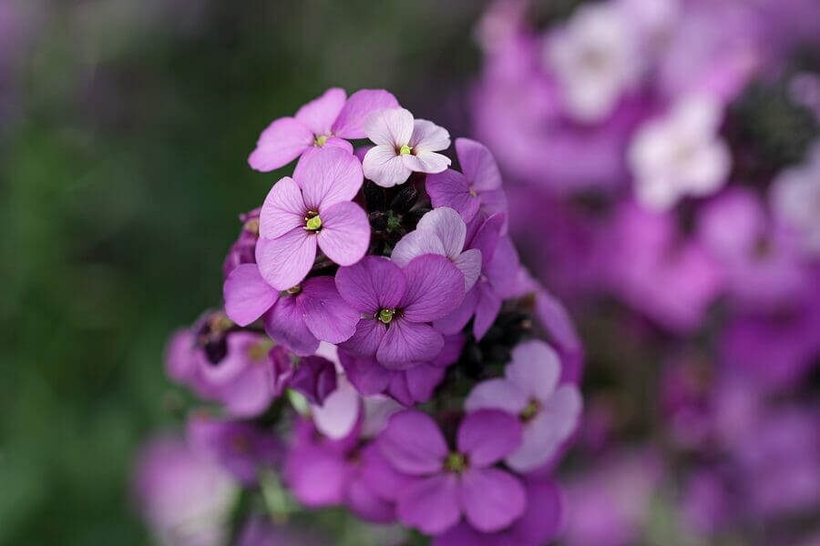 The Cultural Significance of Wallflowers