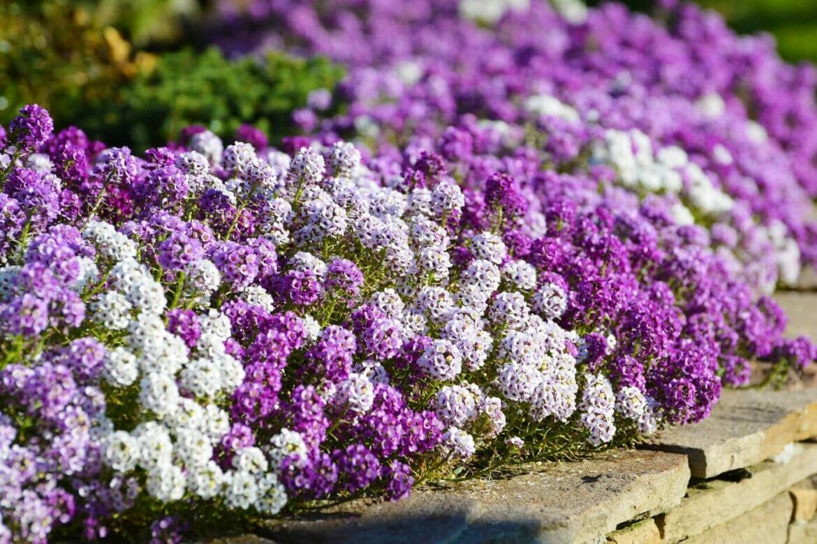 Sweet Alyssum Discovering the Delicate Meanings Behind the Tiny Blooms