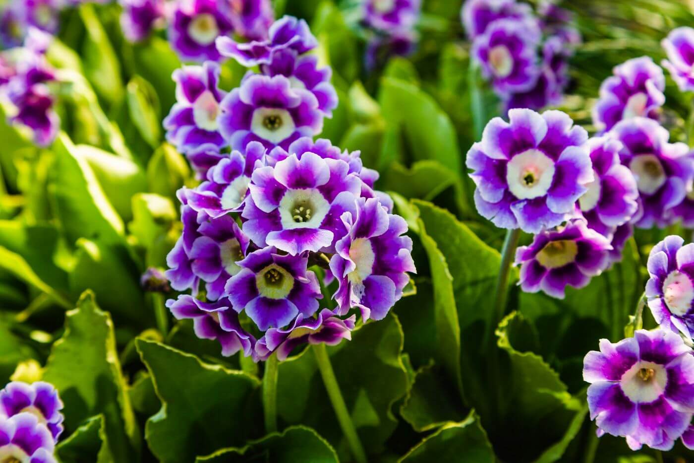 Ultimate Guide to Auricula Flowers (Primula auricula)