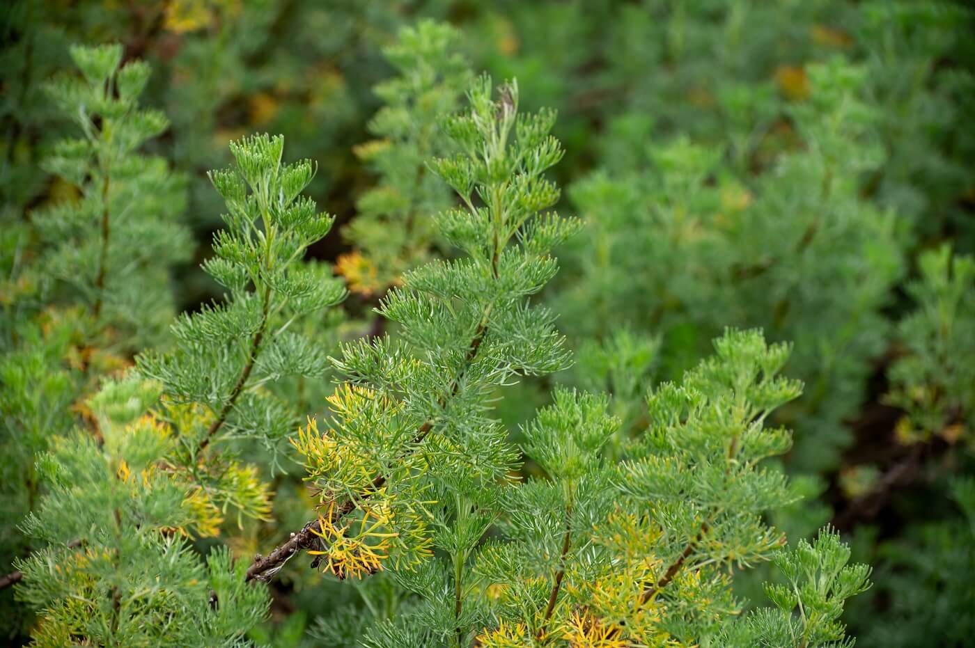 Ultimate Guide to Southernwood (Artemisia abrotanum)