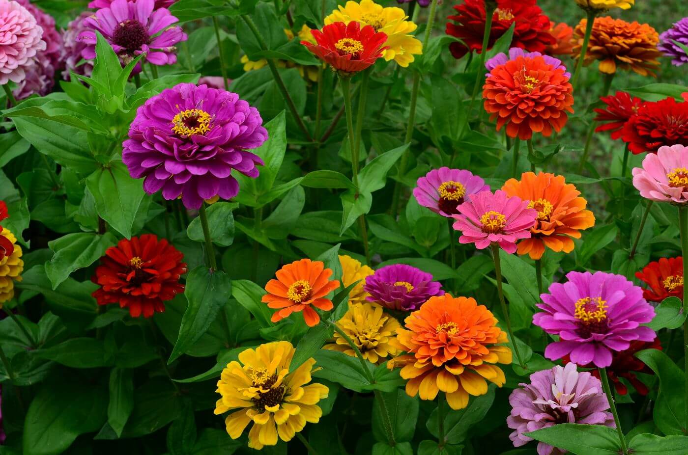 Zinnia Flowers in July 