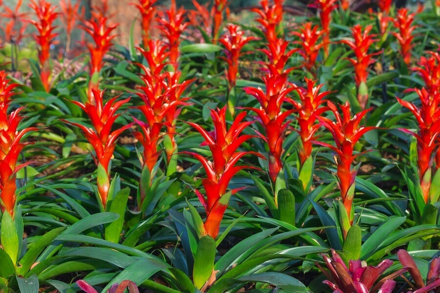 What to Consider When Watering Bromeliad Plants