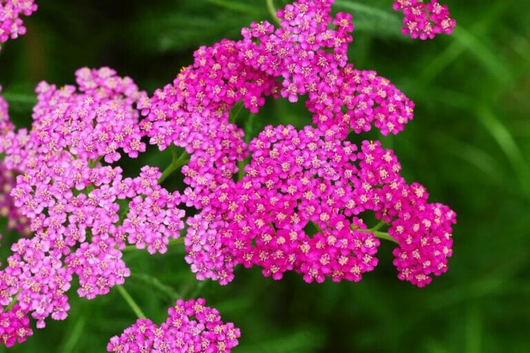 The Healing Hues of Yarrow A Comprehensive Guide to Its Symbolism