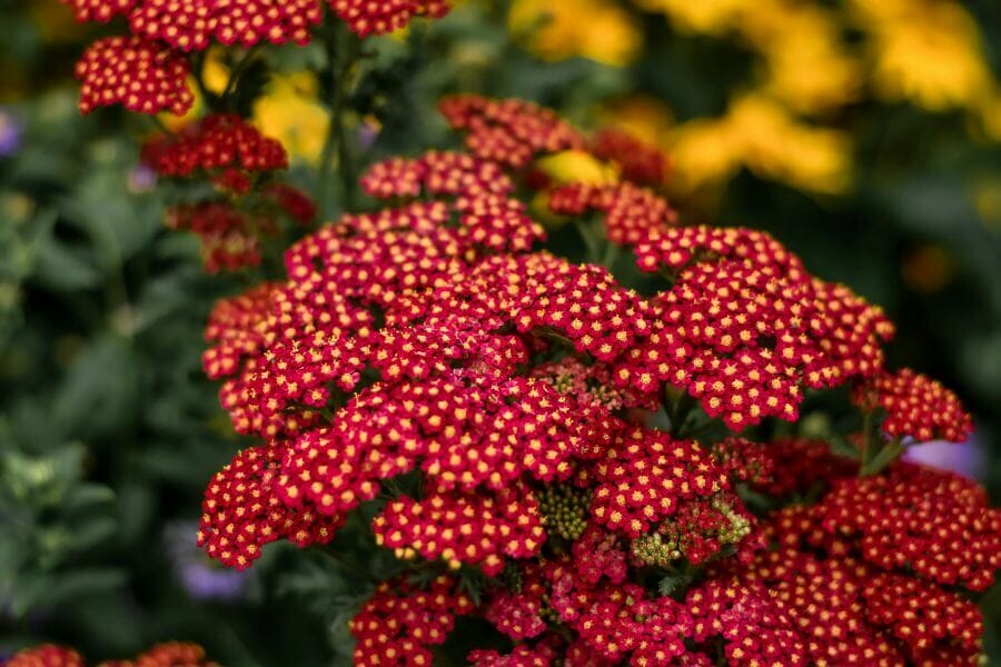 Red yarrow flowers in bloom