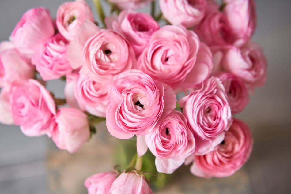 10 of the Most Popular Types of Pink Flowers