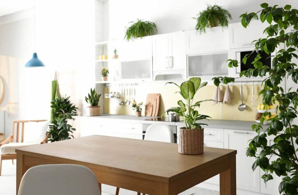 8 Best Feng Shui Plants for the Kitchen Petal Republic