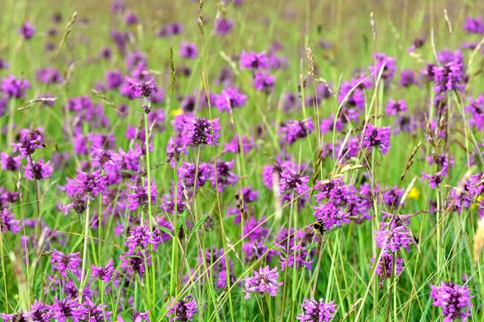 About Betony Flowers (Betonica officinalis)