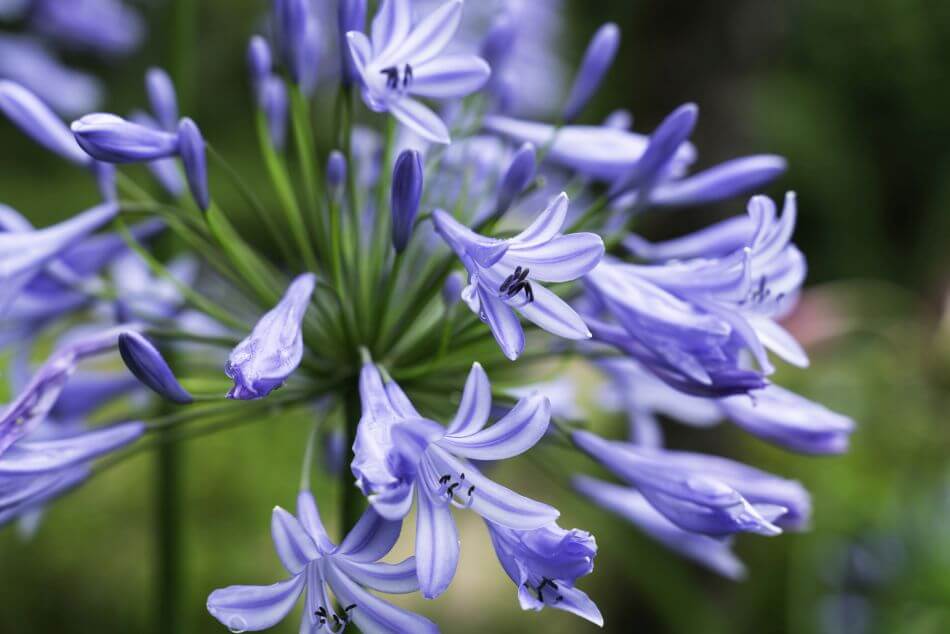 About Blue Flowers