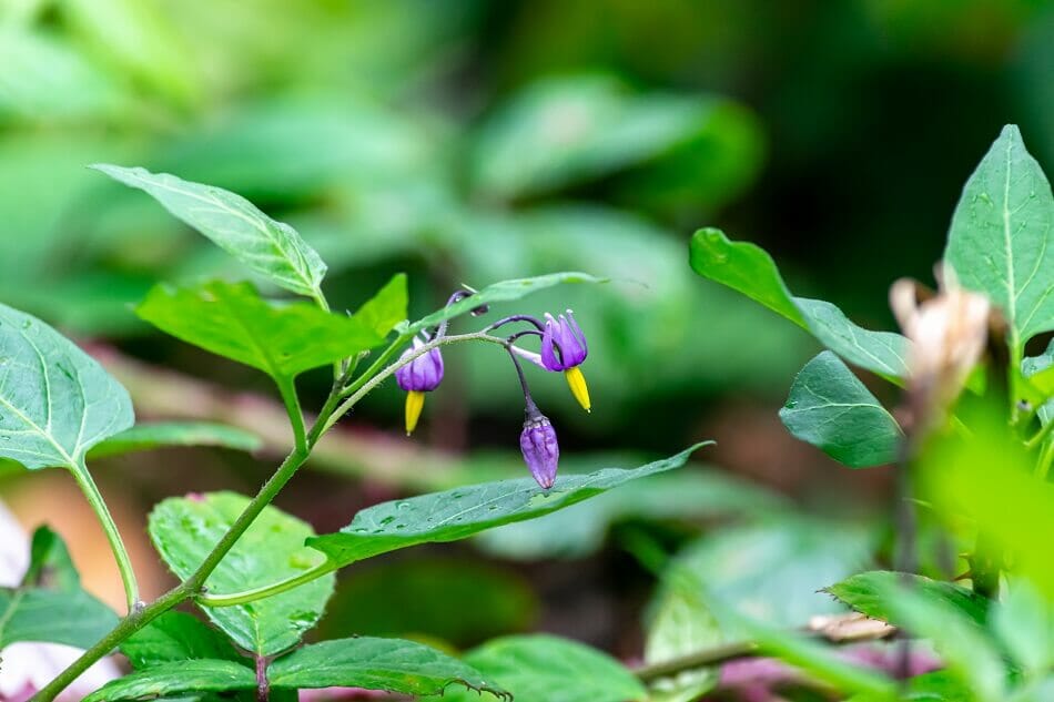 About Deadly Nightshade (Atropa belladonna)