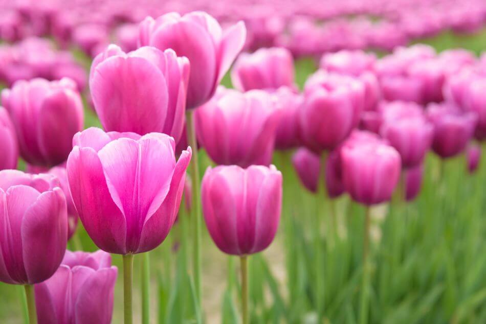 About Pink Flowers