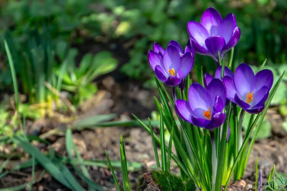 About Purple Flowers