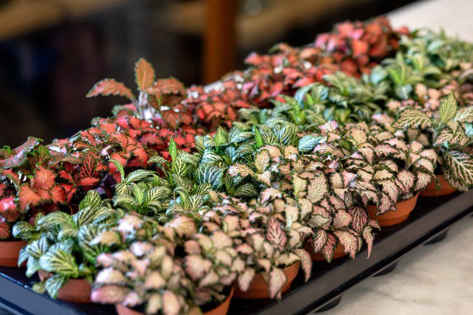 Common Rex Begonia Varieties to Grow as Houseplants