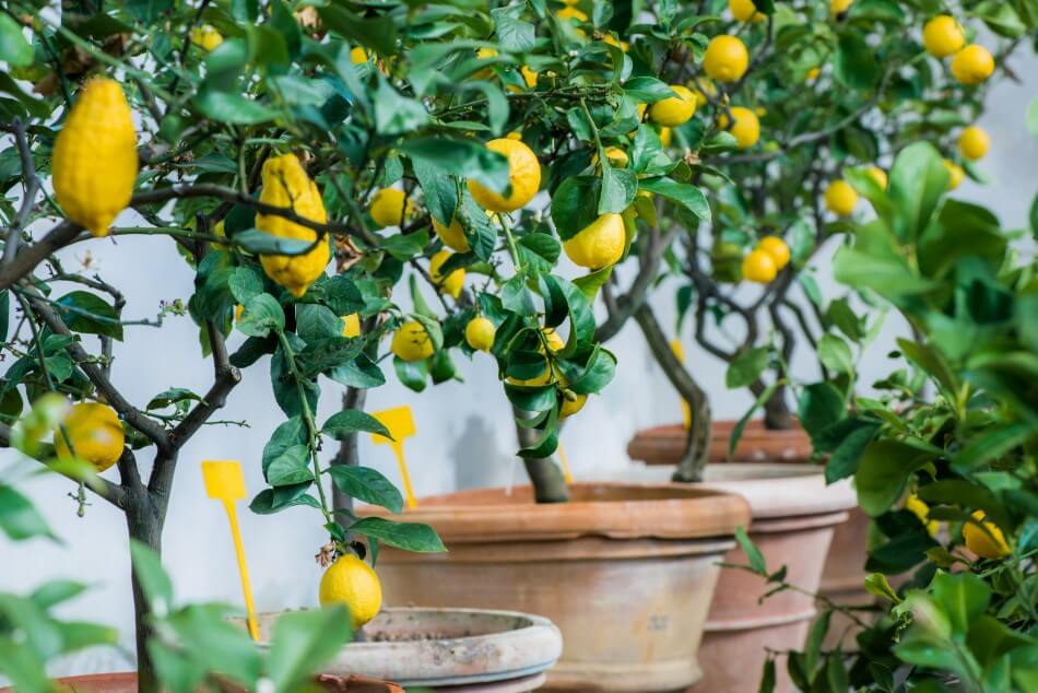 Do All Citrus Trees Need the Same Soil