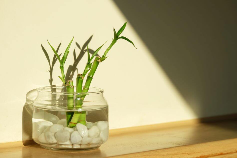 How to Grow Lucky Bamboo Plants at Home