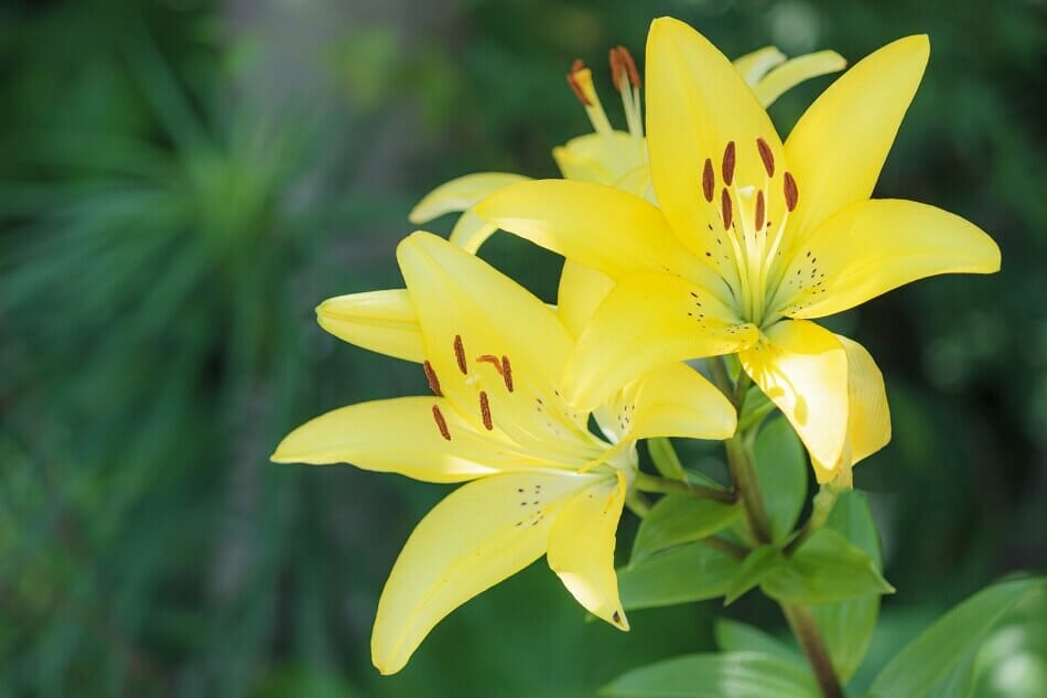 Lilium Yelloween Lilies