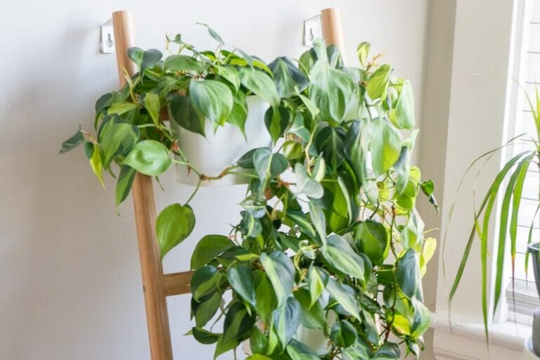 16 Best Feng Shui Plants and Where to Position Them - Petal Republic