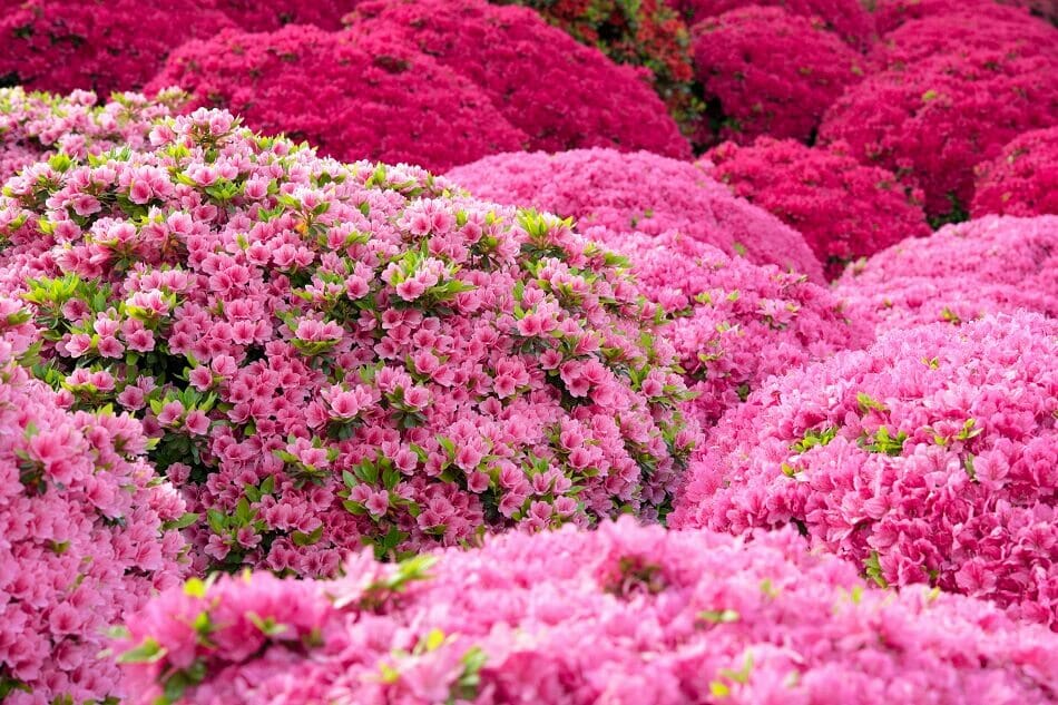 Popular Azalea Types, Species and Cultivars