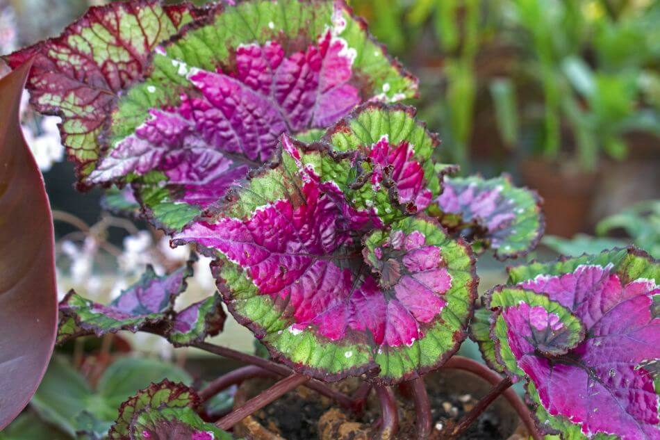 Rex Begonia Plant Meaning and Symbolism