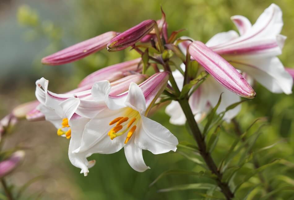 Royal Trumpet Lilies