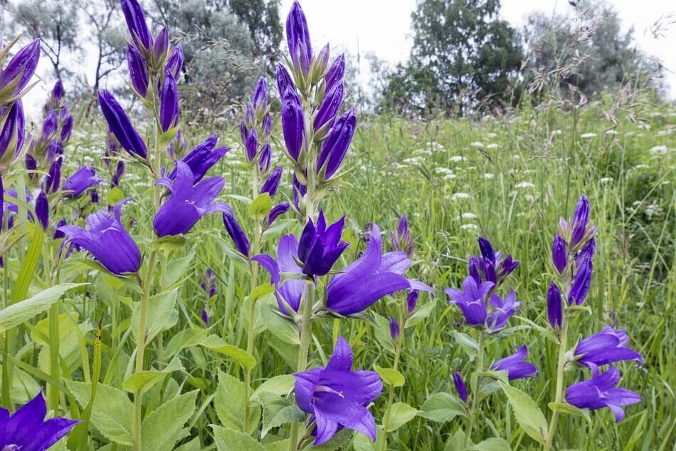 A field of flowering purple Bellflowers