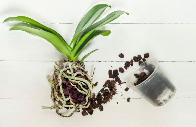 The Best Soil Mix for Orchid Plants (Essential Tips