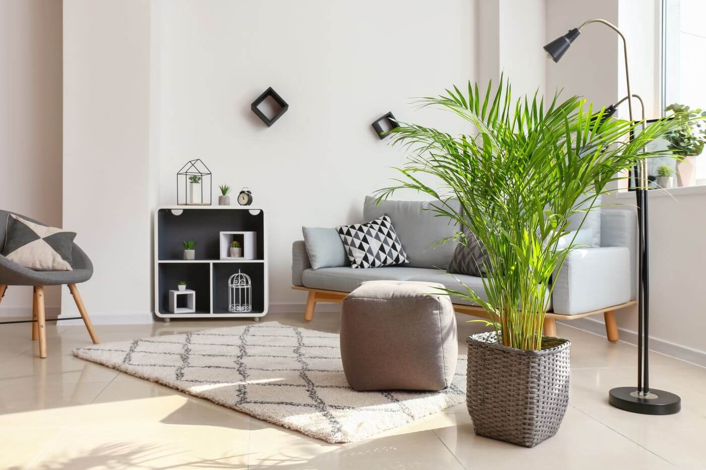 Ultimate Guide to Areca Palm Plant Care at Home