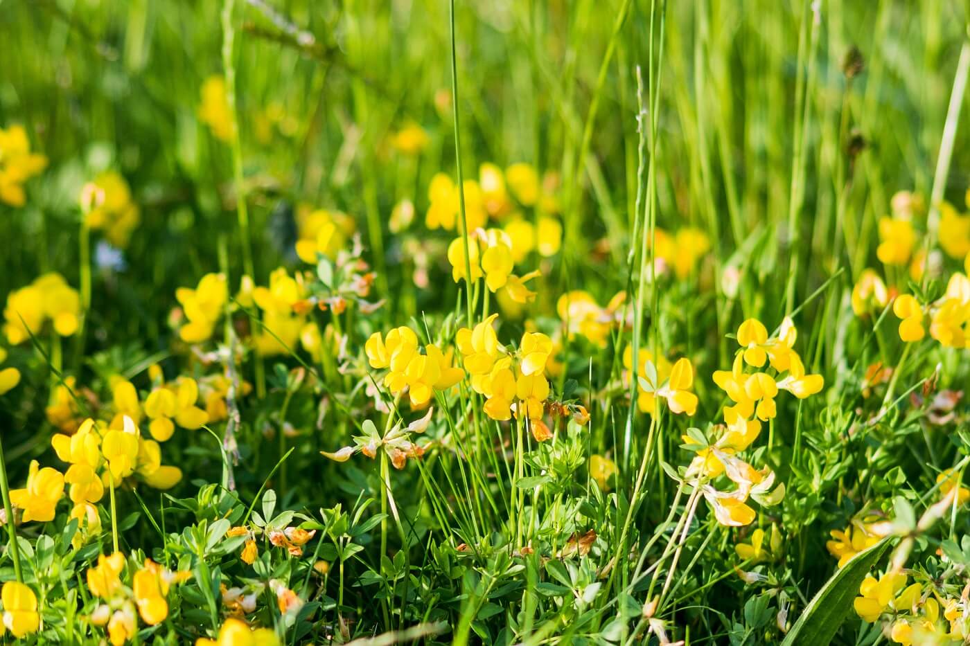 Ultimate Guide to Bird's-Foot Trefoil (Lotus corniculatus)