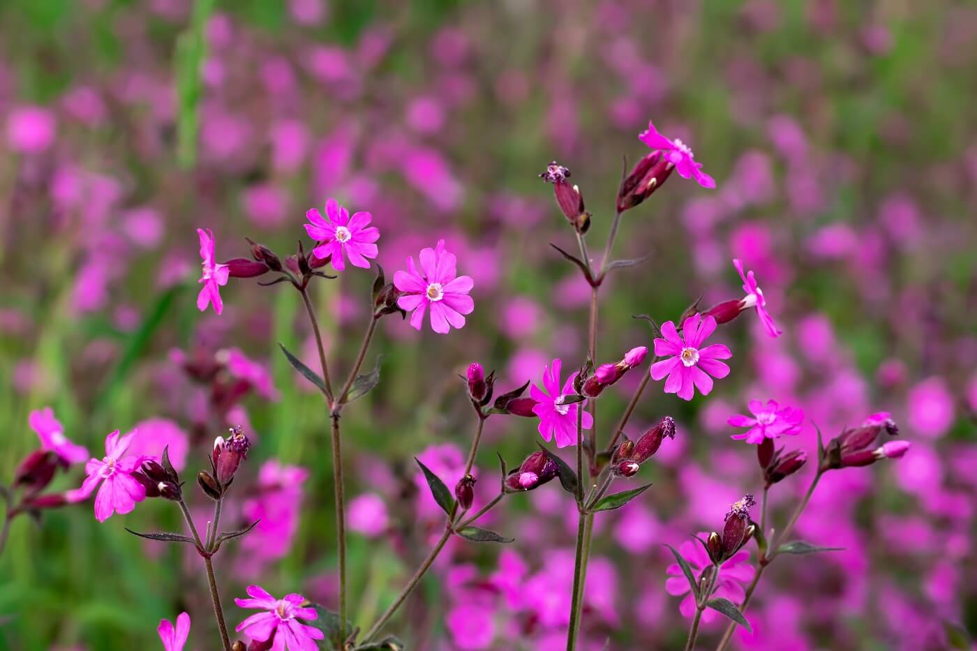 Ultimate Guide to Catchfly Flowers (Silene)