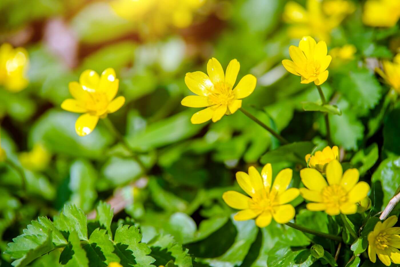 Ultimate Guide to Lesser Celandine (Ficaria verna)