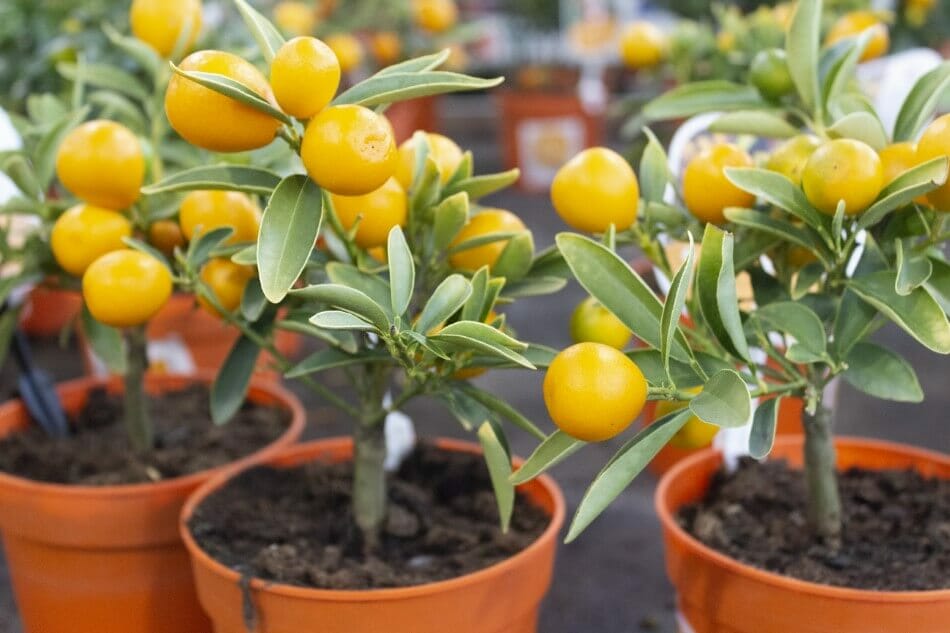 Why Using the Correct Soil is Important