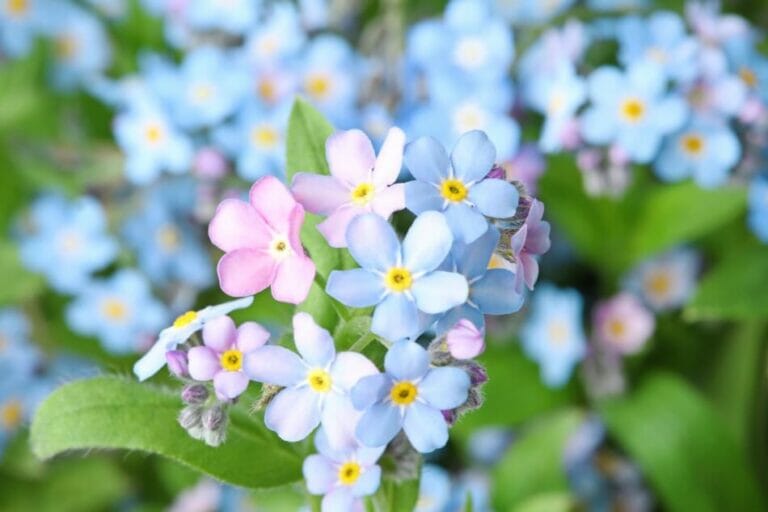 Ultimate Guide To Me Not Flower Meaning and Symbolism Petal Republic Ultimate Guide To Me Not Flower Meaning and Symbolism Petal Republic