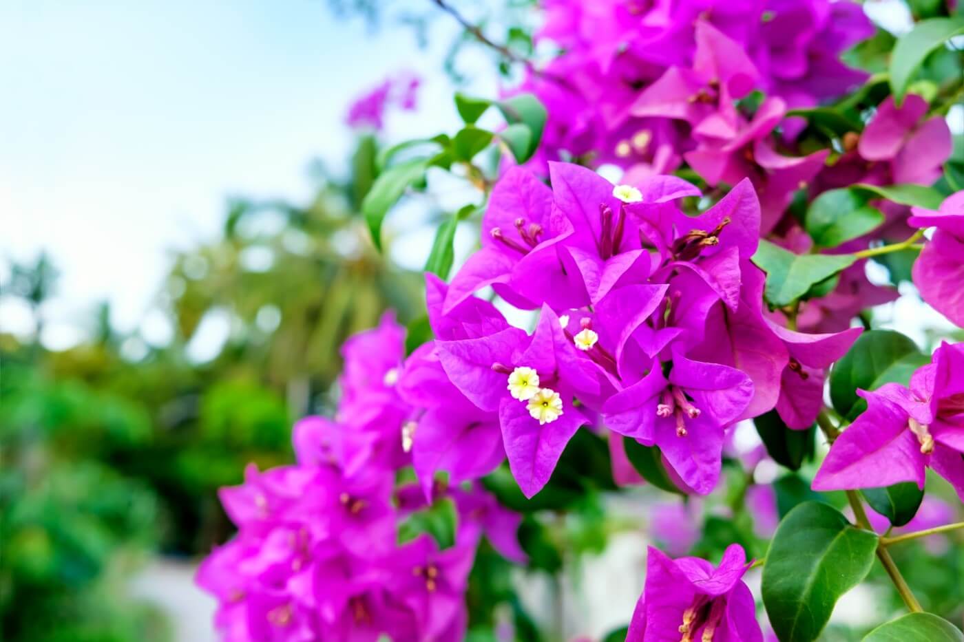 Bougainvillea Flower Symbolism, Uses, and Benefits
