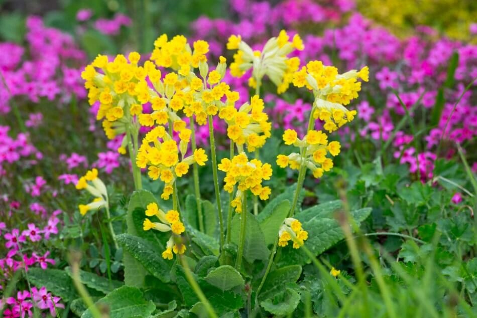 How to Grow and Care for Cowslip Flowers at Home