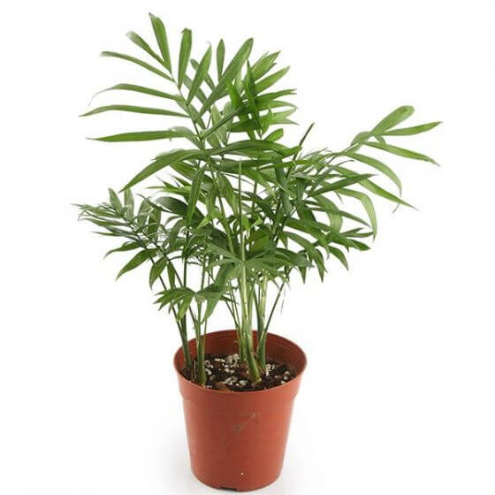 Parlor Palm Plant Dellivery from Nature Hills Nursery