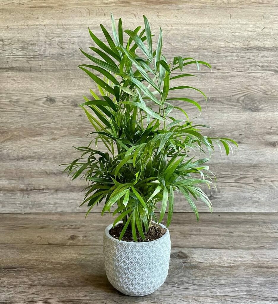 Parlor Palm Plants for Sale at Etsy