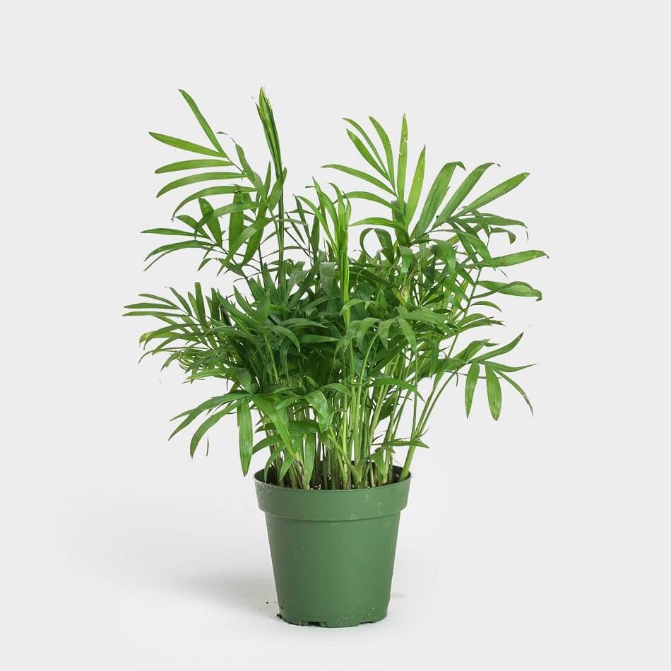 Parlor Palm Trees for Sale at Greenery Unlimited