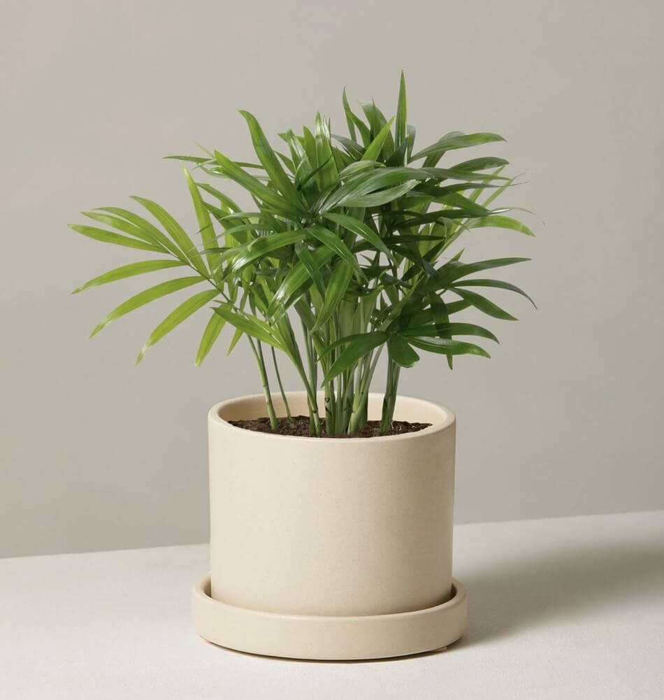 Parlor Palm Trees for Sale at The Sill