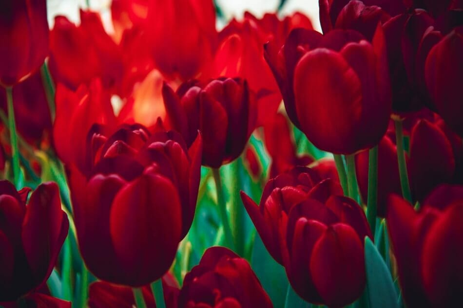 Red Flowers in the 1700s and Victorian Times