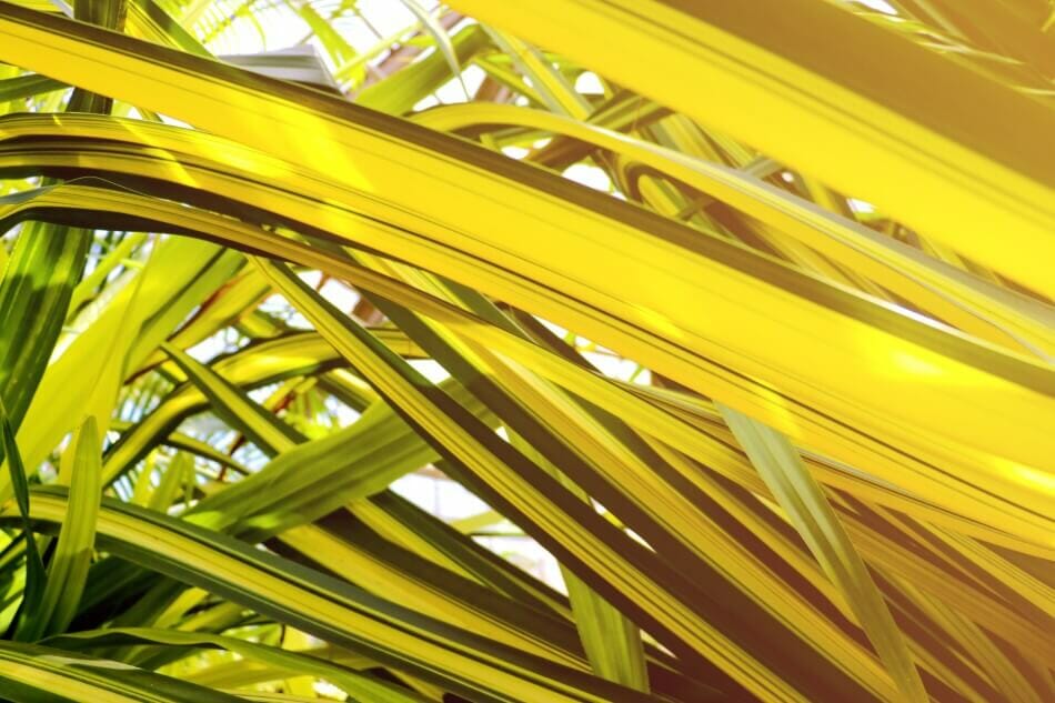 Signs Your Spider Plant is Receiving Too Much Light