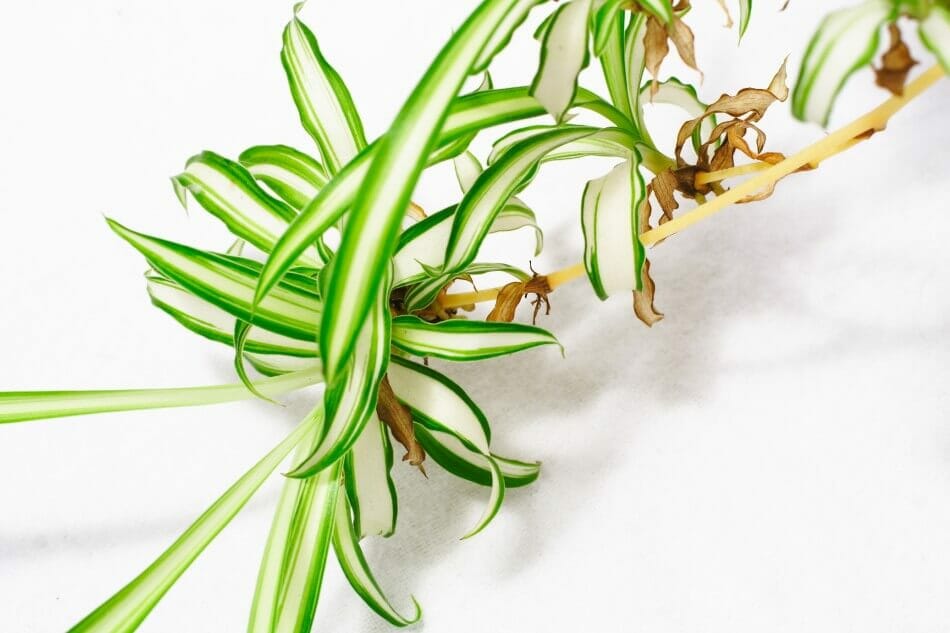 Signs You’re Overwatering Your Spider Plant