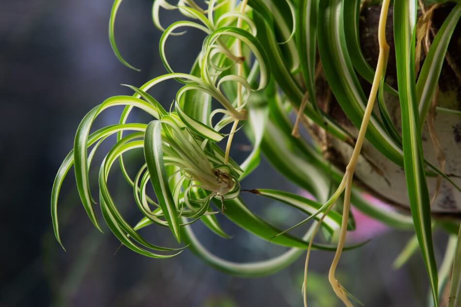 Signs Youโre Using the Wrong Soil Mix for Spider Plants