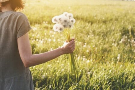 Dandelion Flower Meaning and Symbolism - Petal Republic