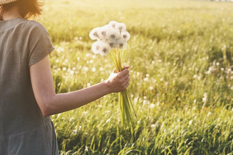 Suitable Gifting Occasions for Dandelion Flowers