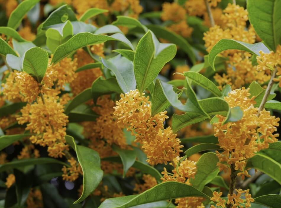 Suitable Gifting Occasions for Osmanthus Flowers