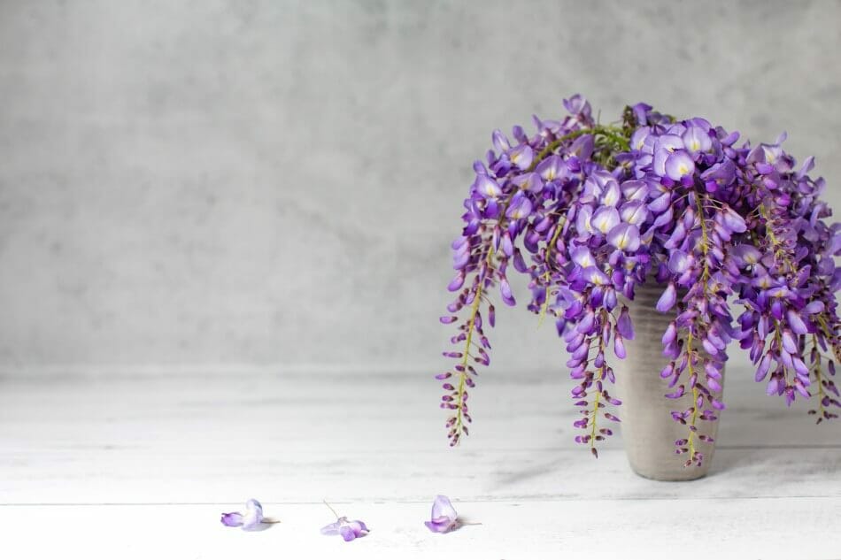 Suitable Gifting Occasions for Wisteria Flowers