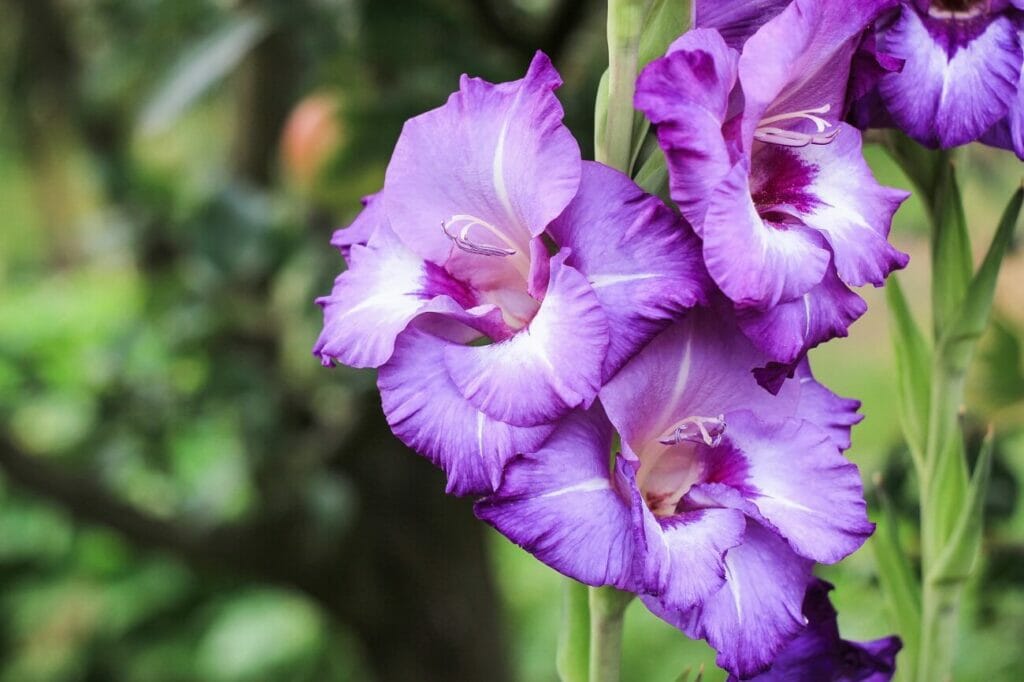 August Birth Month Flowers Gladiolus and Poppy Petal Republic