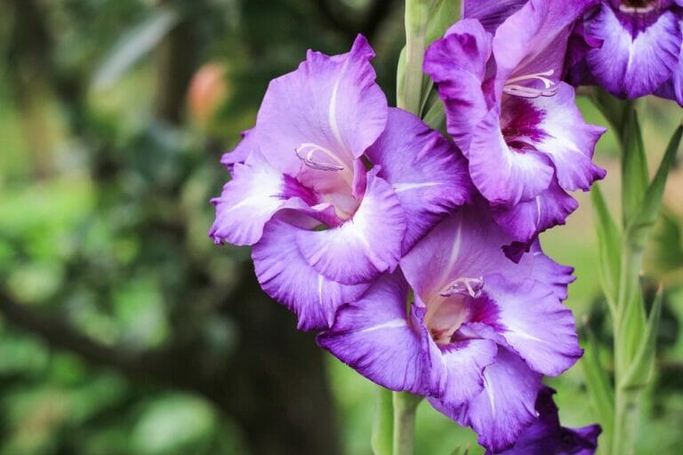 august-birth-month-flowers-gladiolus-and-poppy-petal-republic
